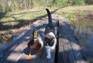 cat and duck